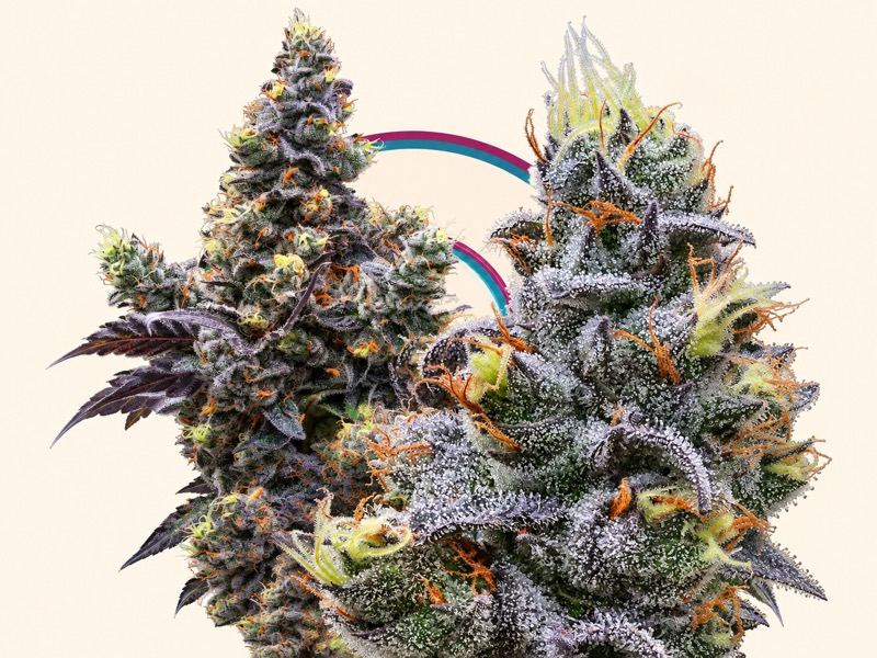 Paradise High — Big Buds — Flower